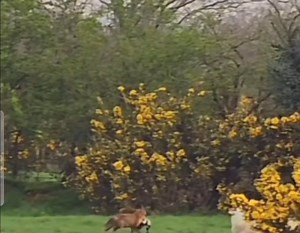 187K views · 858 reactions | The reason they need controlled | Cumbrian Rat Pack | Facebook