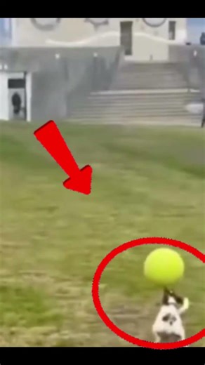 This Dog Dribbles Like A Pro… ⚽🐶