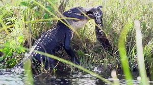 Clash of the titans! Huge alligator battles with 16ft python