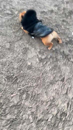 Brian Cook on Instagram: "Willie’s hunting prep"