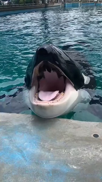 Why Killer Whales Don't Eat Humans: Fascinating Facts