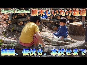 Shiitake mushroom cultivation on logs: from inoculation to temporary laying and final laying