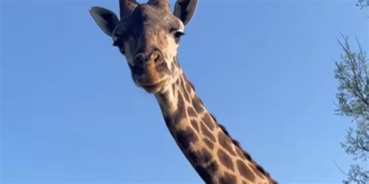 Giraffes return to Nashville Zoo