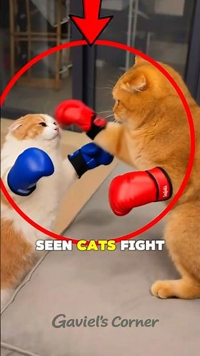 Cat Boxing Match 🥊 The Funniest Cat Fight Ever!