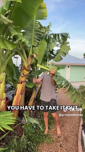 How Bananas Grow: Understanding the Banana Life Cycle