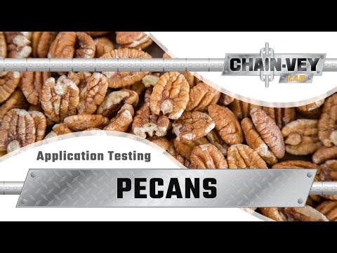 Pecans Through Chain Vey Conveyor