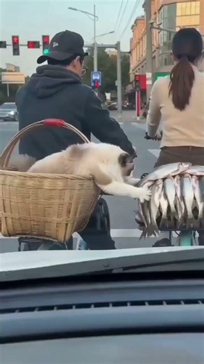 Cat eating fish