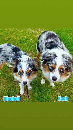  Furry Babies of the Week!  Meet our adorable crew enjoying a...
