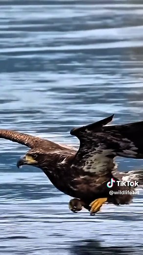 Amazing Eagle Hunt in Action