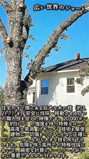 家を傷つけずに3トンの巨大な木の枝を伐採する職人技 #worker #process #arborist #treeservice #rigging