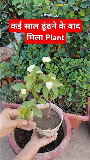 Yellow Mussaenda Plant#mussaendaplant#gardening#shorts