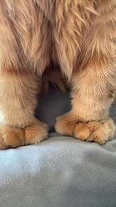 Kitten mittens would sell like hotcakes #fur #jk #catsoftiktok #soft #sarcasm #chatswithcats | Reznor The Cat