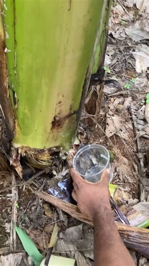 Banana water #agriculture #bananatree #banana #villagelife #village | Hikayas of Sasha