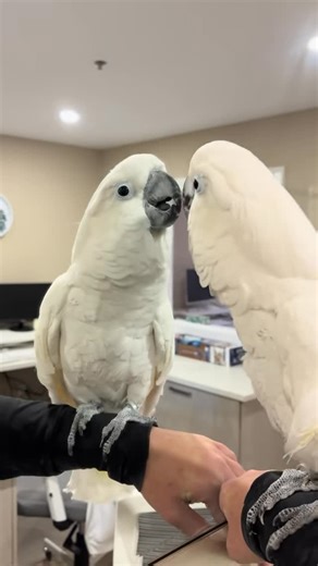 Éducazoo Inc. on Instagram: "Miroir miroir dis moi qui est le plus beau 🤩 #coco #cacatoes #miroirmiroir #allo"