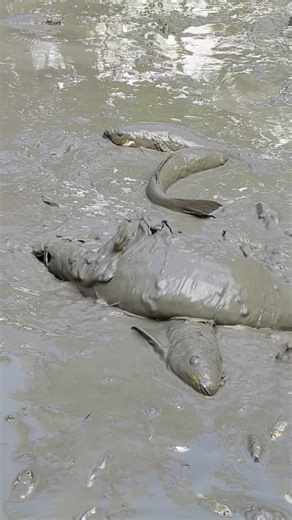 Amazing Lots Muddy Fishing in pond Bangladesh #reels #fishing #viral | SAJIB Daily Fishing Life