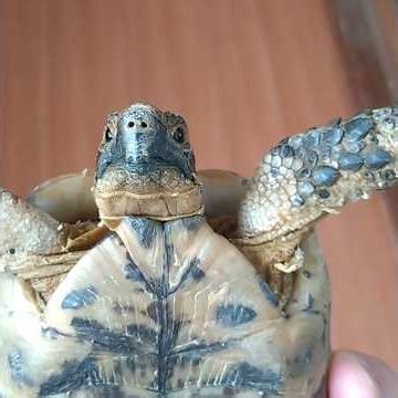 今日はアルジを追っかけたよ🩷🐢🩷 Today I chased after the turtle 🩷🐢🩷