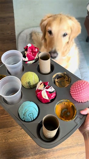 Try this DIY puzzle for smart dogs #dogenrichment #doglife