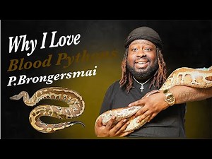 WHY BLOOD PYTHONS ARE MY FAVORITE SPECIES OF SNAKE...