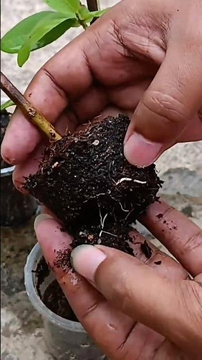 How to Root Guava Cuttings Successfully at Home!