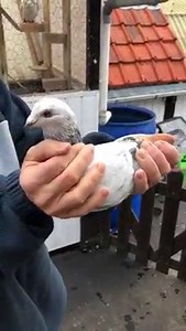 Pigeon Bids Vrancken - Berden Lot 13 “Inbred Rico 392” BE21-5043392 Special inbreeding to “BE 20-5031856” Olympic Rico 1 Olympiad bird Cat.F Romania 2022 1 World Best Pigeon FCI S.D. ( old yl yb ) 2020 1 Nat Olympiad bird Cat.F KBDB 2020 1 Nat Ace S.D. Young birds KBDB 2020 https://www.herbots.be/en/auction/pigeon-bids-vrancken-berden/item/20268/BE-21-5043392#/ | Herbots Pigeons - First for quality pigeons