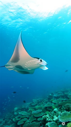 There is a special manta ray in the ocean near Australia, and it is known as the only pink manta ray in the world. This unique manta ray has been given the nickname Inspector Clouseau, inspired by a funny character from movies. Unlike other manta rays, which are usually dark in color, Inspector Clouseau stands out with its beautiful pink color. This unusual color happens because of a genetic change called erythrism. Erythrism is a rare condition that can cause animals to have red or pink colorin