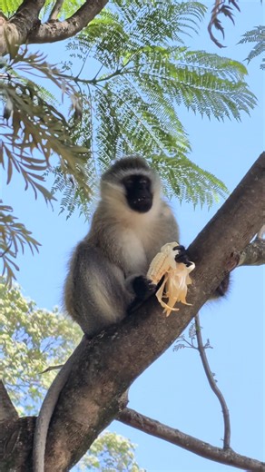This a vervet monkey (Chlorocebus pygerythrus) commonly known as 'Chereret' by the locals. Vervet monkeys are common Old World monkeys native to Africa. They have distinctive black faces with a white fringe of hair and mostly grizzled-grey body fur. They are highly social and mostly herbivorous, feeding on leaves, flowers, and fruit. They are found in a variety of habitats across East and Southern Africa, including woodlands and savannas. In Kericho they are commonly found along the planted fore
