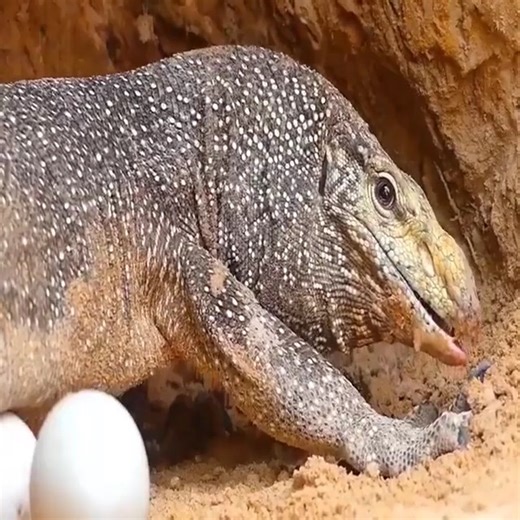 99K views · 178 reactions | Lions vs Big Python Snake Real Fight | Kakheti - კახეთი - кахетия | Facebook