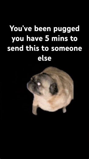 You’ve been pugged #pug #memes #funny #auracat #viral #youtube #shorts #youtubeshorts