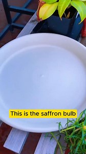 1.2K views · 14 reactions | How to grow saffron flowers #hometips #nature #usa #seedling #gardentips #tips #plants #soil #tutorial #howto #tricks #homehacks #garden | Gardening 84 | Facebook