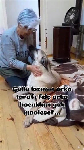 GÖKSEL ÖYMEZ on Instagram: "YORUM BEĞENİ PAYLAŞIM KAYDET!!! . Ankara Kazan Çubuk Arasında ki Kaptı Mevkiinde 300 civarında muhtaç canı doyurup tedavilerini yapıyorum ayrıca bahçem de çok sayıda kurtarılmış bir kısmı engelli özel can var haliyle yükümüz arttı profildeki @ormanamama linkini tıklayın Köpek köy olarak kayıtlıyım desteklerinizi bekliyorum 🙏 . I am retired and we devoted ourselves to animals with my wife. I am feeding more than 300 dogs in the mountains every day and so