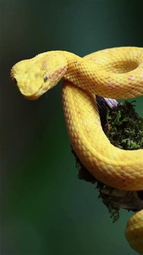 Cobra vs Viper vs Python 🐍 Which is More Dangerous #snakes #reptiles