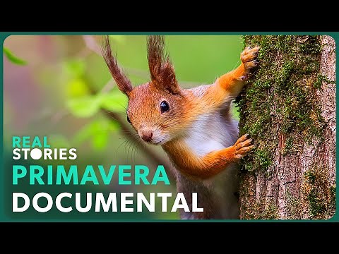 Primavera En Flor: El Poder De La Naturaleza 🌸 | Real Stories En Español 🌎