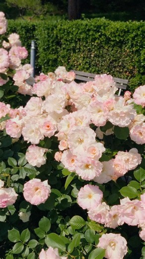神戸のバラ園をゆったりお散歩するvlog🌹 #須磨離宮公園 #神戸