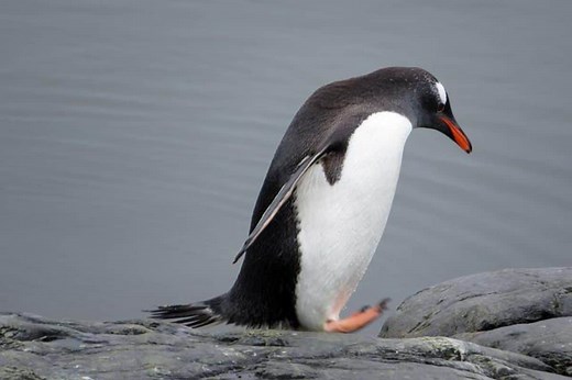 Do Penguins Have Teeth? - Wildlife Informer