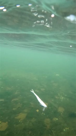 562K views · 5.8K reactions | quick and easy soft plastic fluke fishing lure #bassfishing #fishing #fishingaddict #luremaking #fishingislife #bassfishinglures #predatorfishing #lurefishing #fishinglure | Handmade Fisherman | Facebook