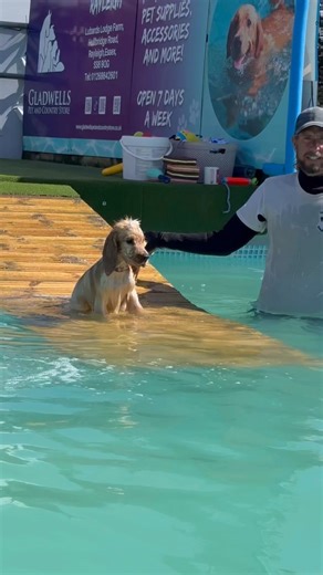 5 month old cocker spaniel puppy Hudson showing us how it’s done 🐾💕💦🇬🇧 | Canine Dip and Dive Maldon