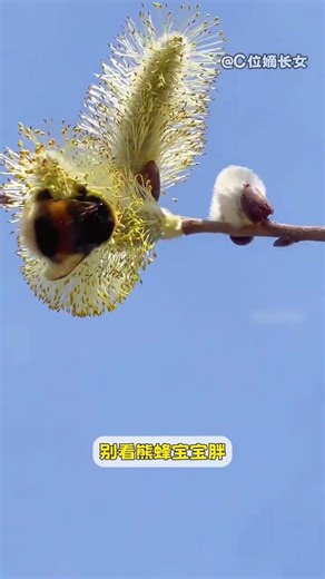 Adorable Plump Baby in Beehive: The Bumblebee's Cutest Moment