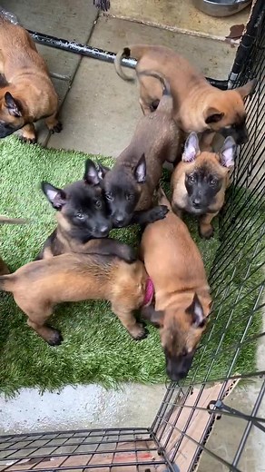 Cute Belgian Malinois Puppies for Sale