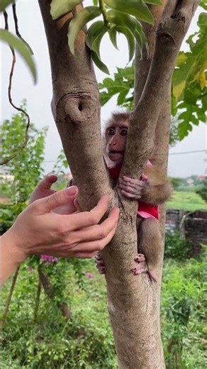 Hearing the baby monkey calling for its mother, the mother quickly ran out to greet her offspring.