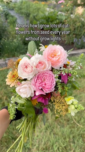 Cut flowers to grow using the winter sowing method, no grow lights needed