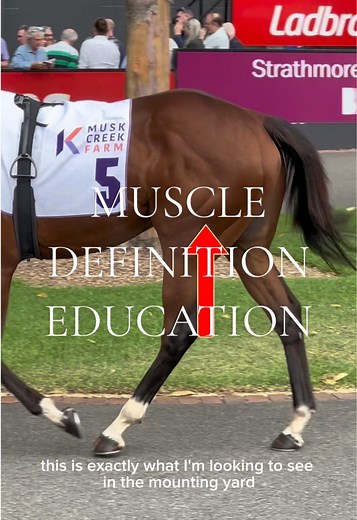 I think this could be the most shredded/ripped muscles Ive ever seen on a racehorse!! 😮 This is a positive thing and suggests the horse is as fit as he could possibly be. Look for this in the mounting yard when you are trying to find a winner! #horseracing #horseracingaustralia #racehorse #thoroughbredracehorse #mountingyard #mountingyardanalyst #horseracingeducation #pickoftheyard