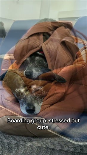 Boarding Group: Stressed but Cute ✈️🐶