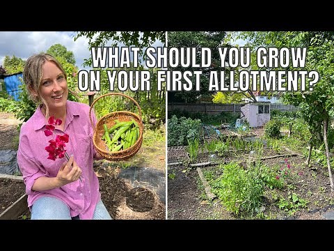WHAT TO GROW ON YOUR FIRST ALLOTMENT PLOT / ALLOTMENT GARDENING FOR BEGINNERS