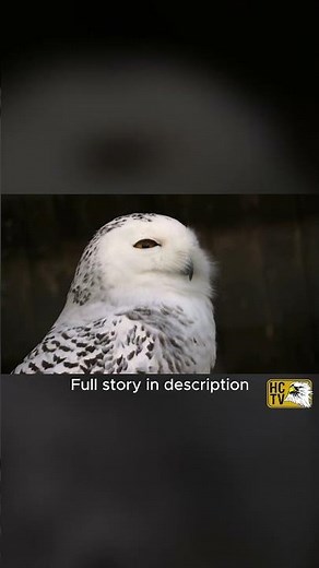We Were Wrong About Snowy Owl Populations