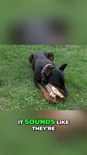 Dobermans: Not For Everyone – The Honest Truth #shorts