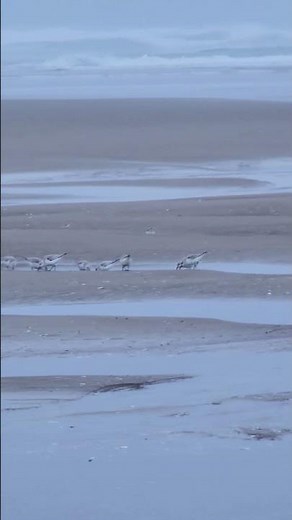 Snowy Plover feeding near wind-swept beach on the Oregon coastline