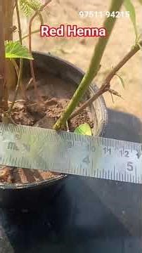 Red Henna Plant