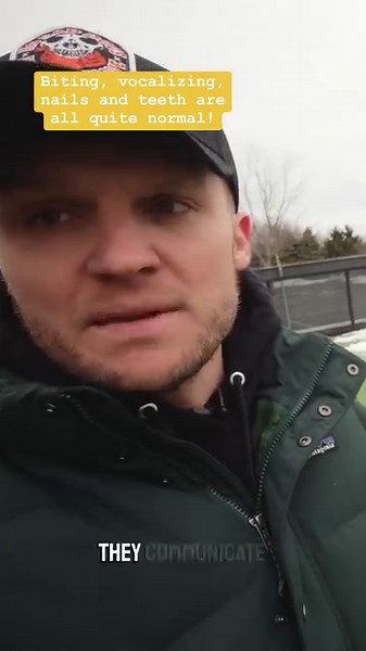 258K views · 3.1K reactions | Playing between dogs— WHAT does that look like?!  Using their teeth and nails is normal. At the end of the day, they are animals. #upstatecanine #dogtraining #dogtrainingtips #dogtrainingadvice | Tom Davis Dog Training | Facebook