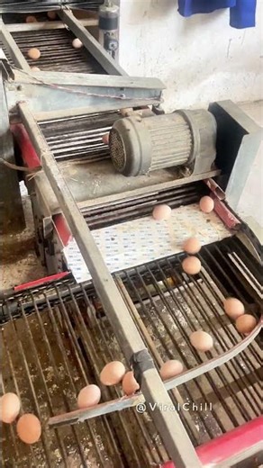 Efficient Industrial Machine Automates the Egg Sorting and Collection Process