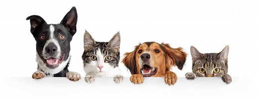 Cat person or dog person? Learn their traits to find your ideal pet
